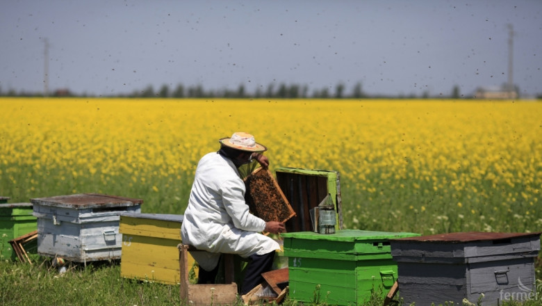 Спад в производството на мед от едно пчелно семейство 