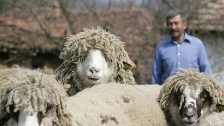Правят нова овцеферма край Вършец