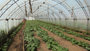 Хърватия иска да стане фактор на пазара на зеленчуци - Agri.bg