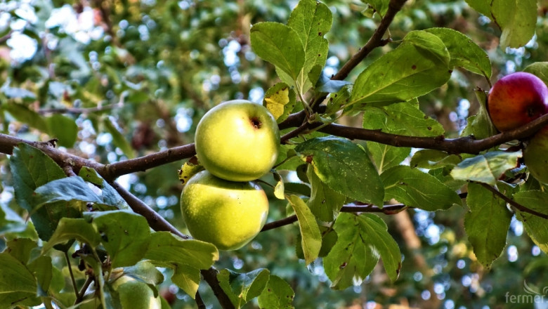 Как производител успява да получи 8 тона от декар с ябълки?