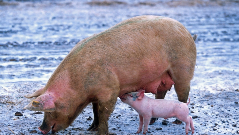 Как да намалим употребата на антибиотици в свинефермата?