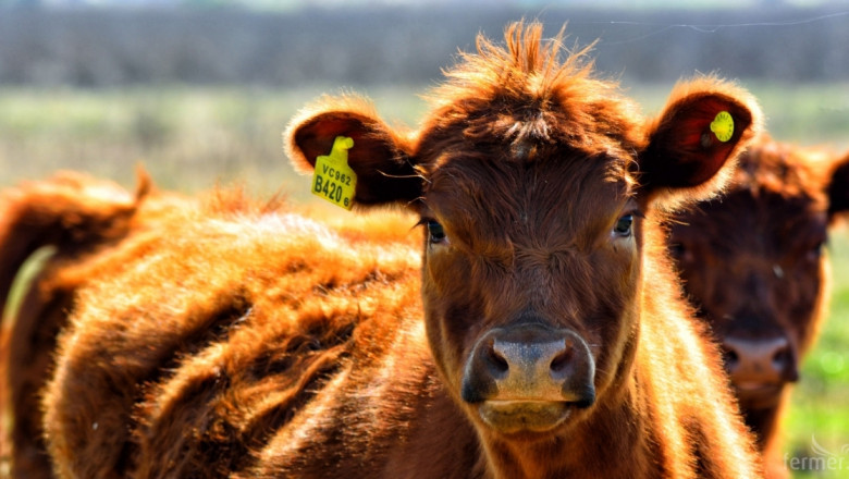 Експерти предвиждат производството на телешко месо в ЕС да се свие