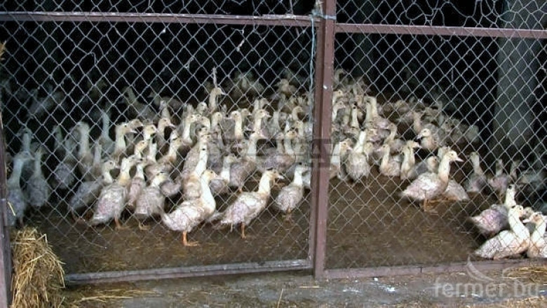 Отменени са мерките срещу птичия грип в Ямболска област