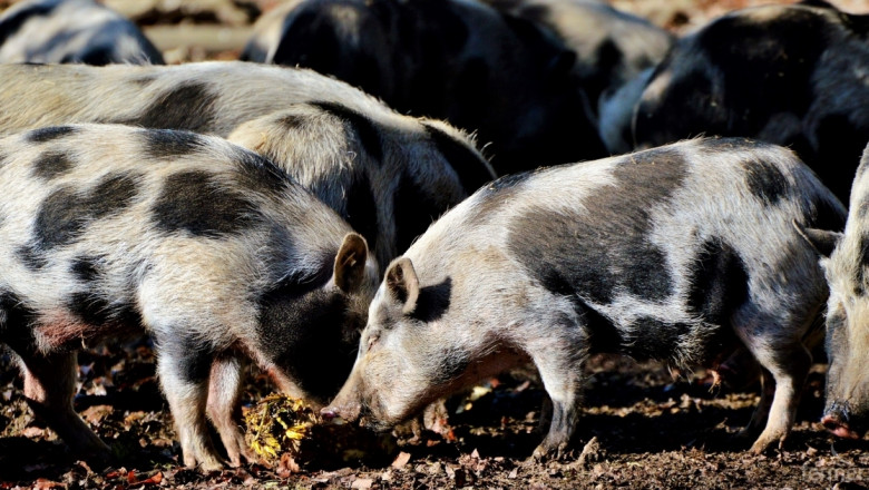 Иновации: 4 свинеферми, които си струва да посетите