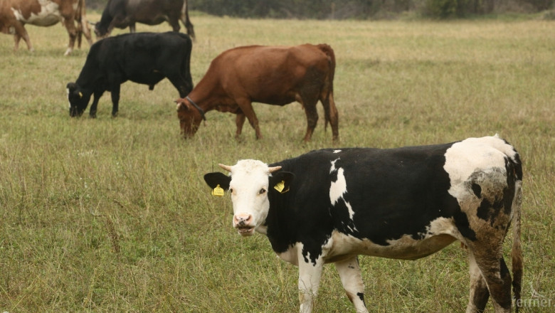 2017 г. в животновъдството: Млечно говедовъдство