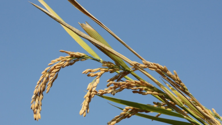 Традиционни сортове ориз може да изчезнат в Азия