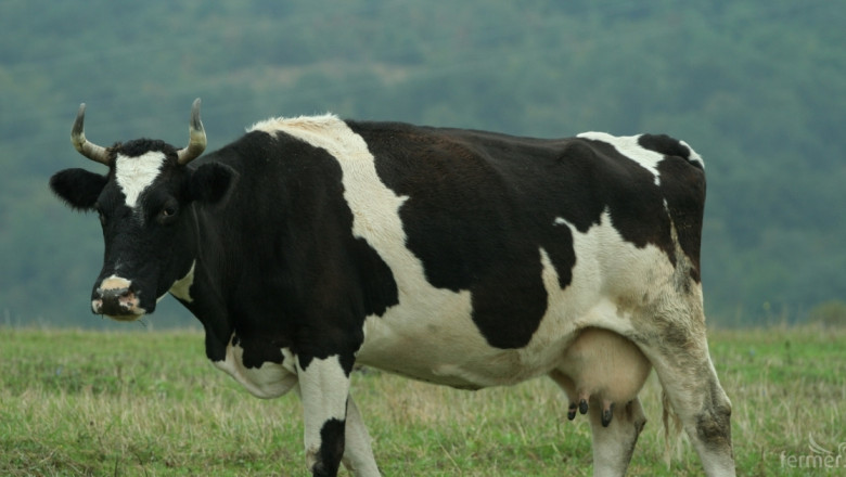 596.25 лв. е ставката за обвързана подкрепа за млечни крави под селекция 