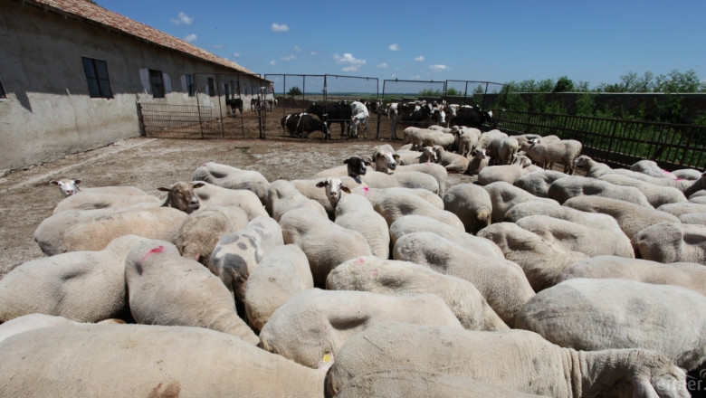 Търговията с животни за Турция тръгва веднага след Нова година