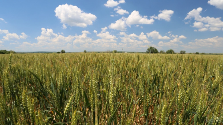 Strategie Grains чака спад в производството ни на мека пшеница