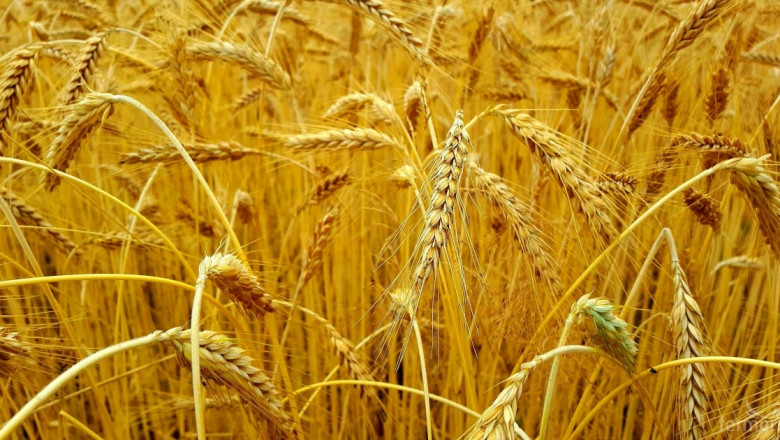 Рекордни запаси и производство на пшеница в света 