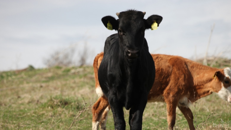 Ясни са ставките за обвързано подпомагане за млечни и месодайни крави 