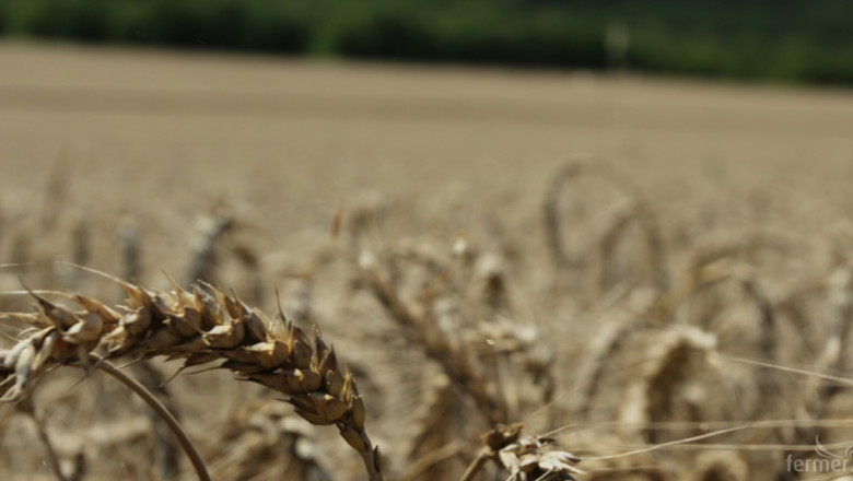 Агроном: Посевите в Търновско са в добро състояние