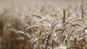 Ръст в производството на зърно  - Agri.bg