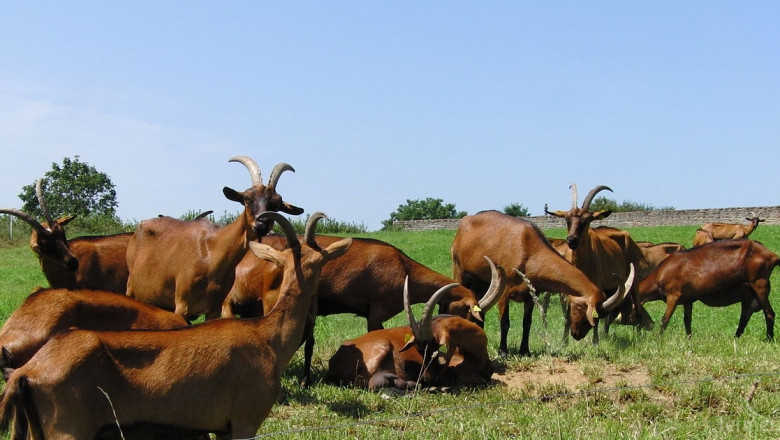 Ферма започна да отглежда едни от най-продуктивните кози в света