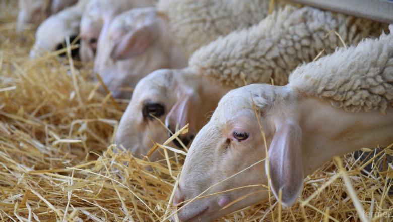 HL-TopMix стартира зимна промоционална схема за овцевъдите