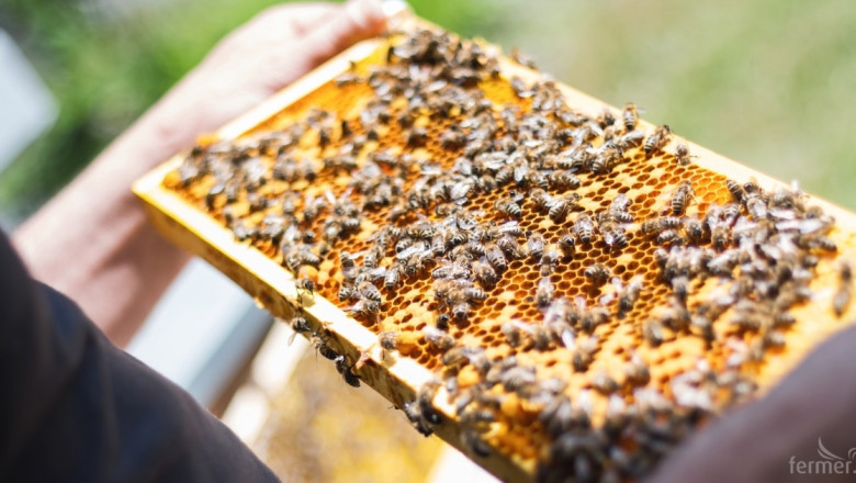 Първата онлайн пчеларска мрежа в света е вече факт 