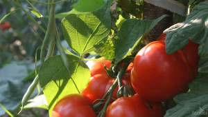 CAPA: Потреблението на домати е около 27 кг на човек - Agri.bg