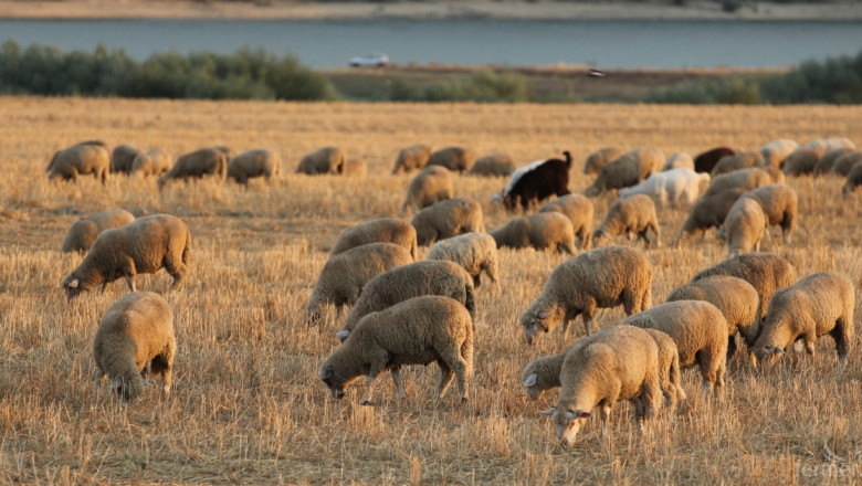 Несъществуващи овце точат европейски пари
