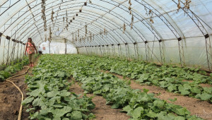 Предстоят преговори за по-високи субсидии за зеленчуците