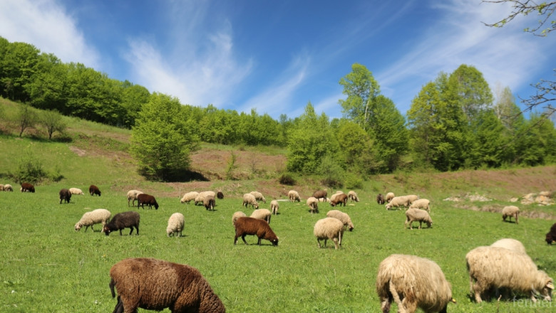 Прогноза: Над 100 лева обвързана подкрепа за овце и кози под селекция 