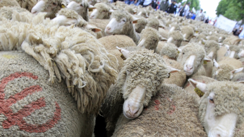 Преговорите за износ на животни към Турция са на финален етап 