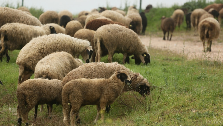 Български овцевъди инициираха петиция срещу безмитния внос на агнета