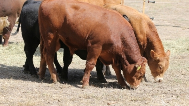 37% от говедата в България са елитни