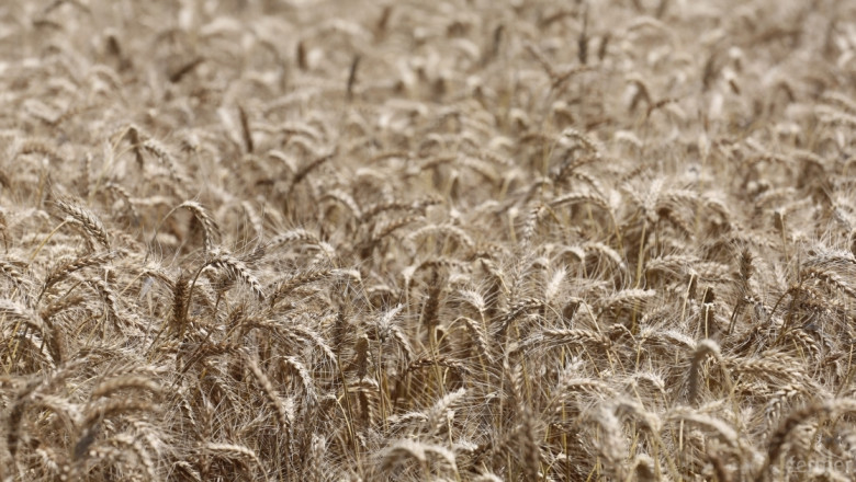 Рекордни добиви от зърно в Русия - 130 млн. тона