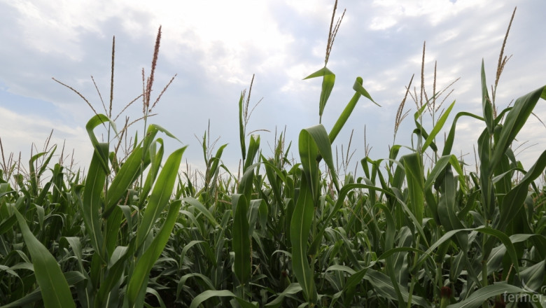 Аржентина се готви за рекордна реколта от царевица 
