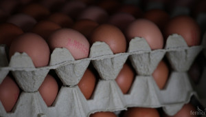 Производител: Златни яйца се търгуват - Agri.bg