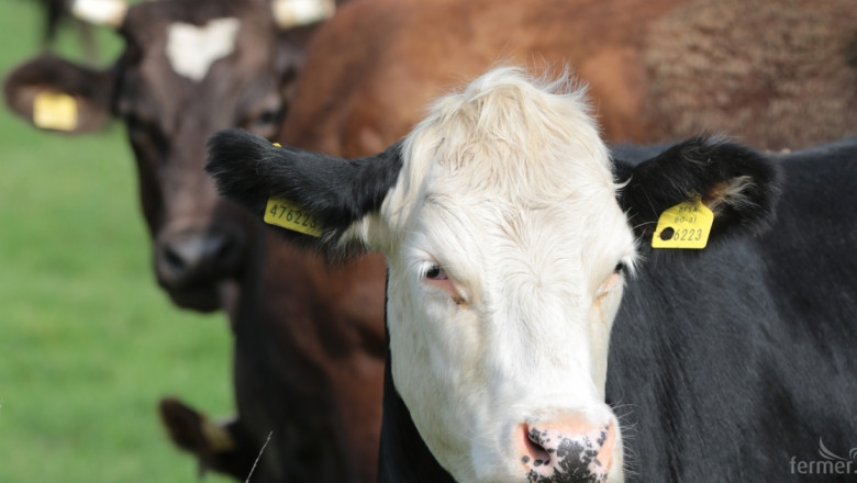 Производителите на говеждо в Европа представиха план за защита на сектора