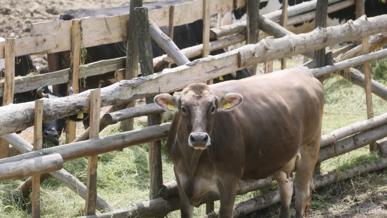 ДФЗ изплати помощта de minimis на близо 15 000 животновъди