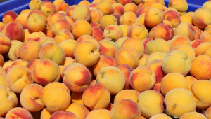 Над 20 хил. тона са експортираните пресни плодове от страната  - Agri.bg
