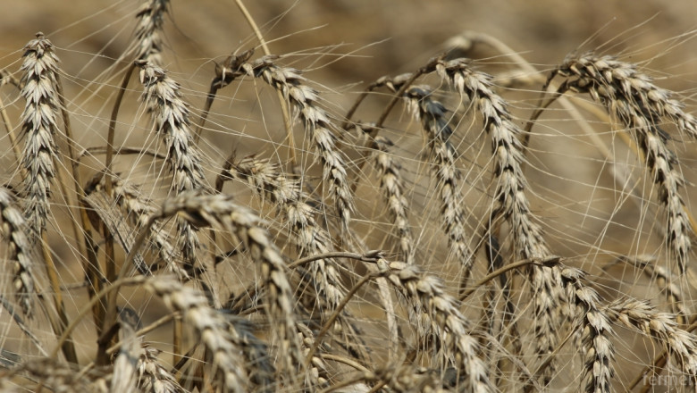 Износът на пшеница и ечемик продължава да расте