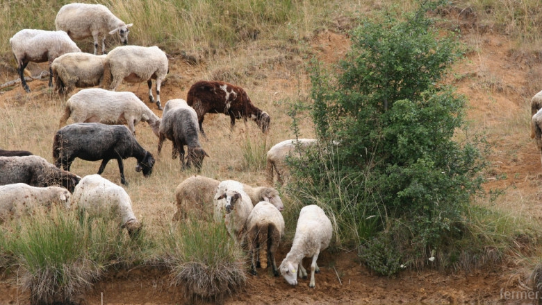 Овцевъдите получиха близо 24 млн. лв. по схемата ПНДЖ3