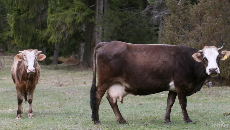 Откриха говеда със син език във Великобритания