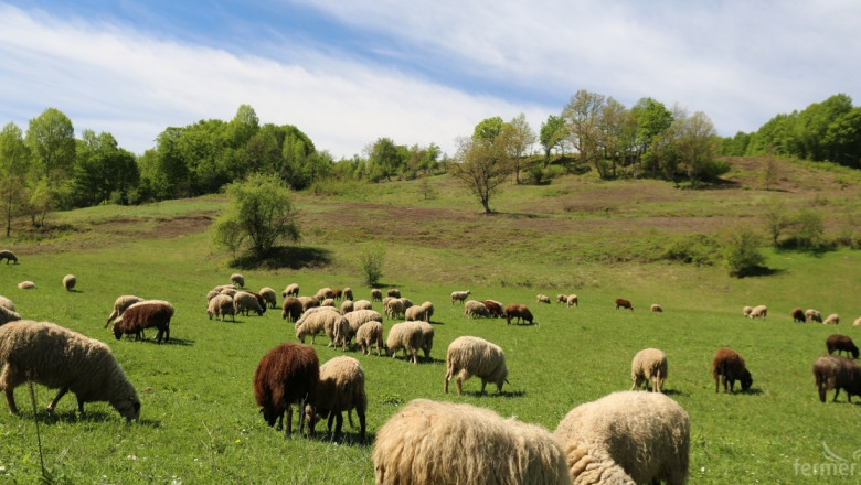 Определиха ставката за овце и кози-майки по ПНДЖ3