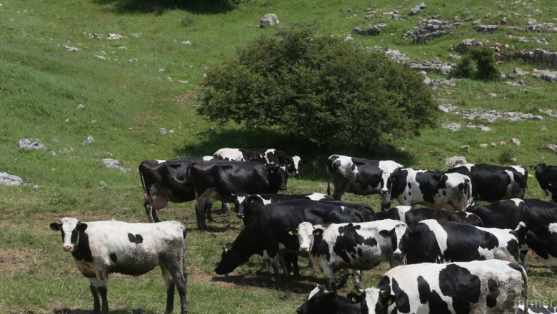 Къде по света се отглеждат най-много крави?