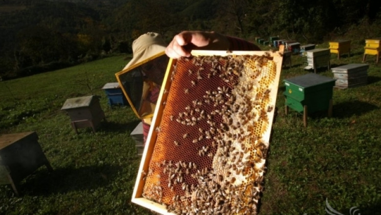Мед и орехи на фермерския фестивал 