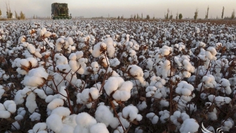 Производител: Много хора отглеждат памук само заради субсидията