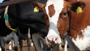 На 30 октомври плащат сумите по преходна национална помощ за говеда - Agri.bg