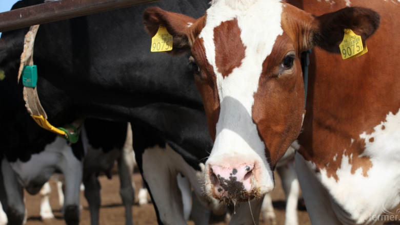 На 30 октомври плащат сумите по преходна национална помощ за говеда