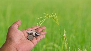 Какви са цените на зърното на световните борси - Agri.bg