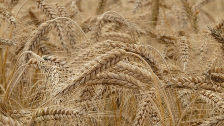 Българската пшеница – качество и най-високо съдържание на протеин