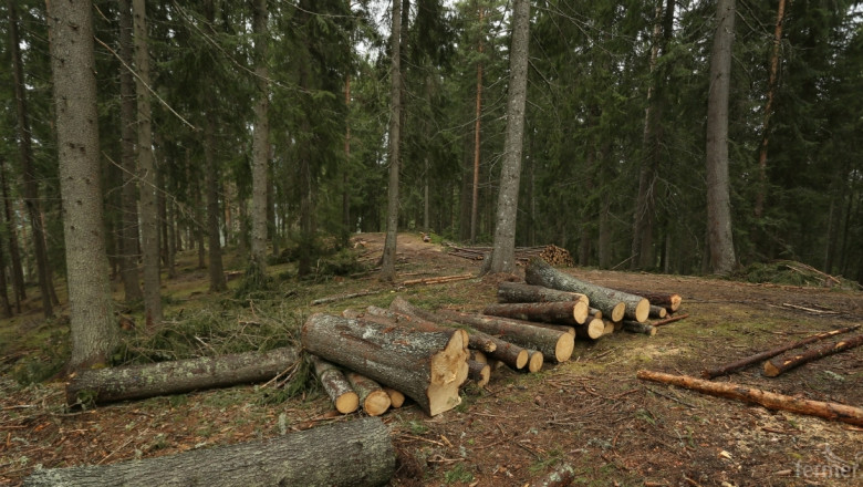 Агенцията по горите засилва контрола по опазване на горските територии 