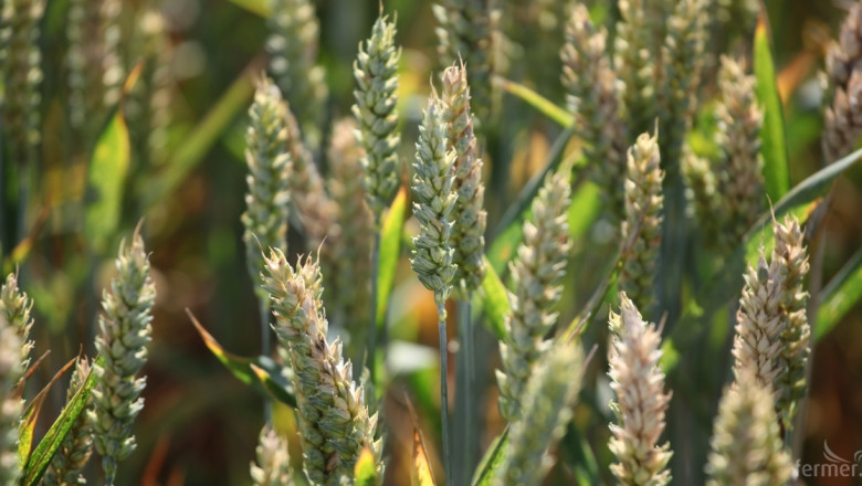 Противоречиви сигнали за цените на пшеницата и царевицата 