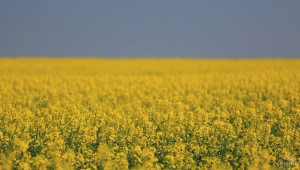 BASF придобива дял от бизнеса на Bayer със семена и неселективен хербицид - Agri.bg
