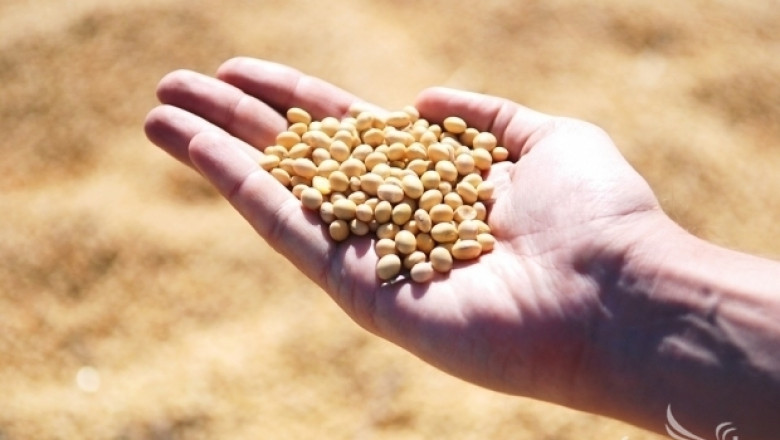 Производство на соя ще достигне до 348 млн. тона