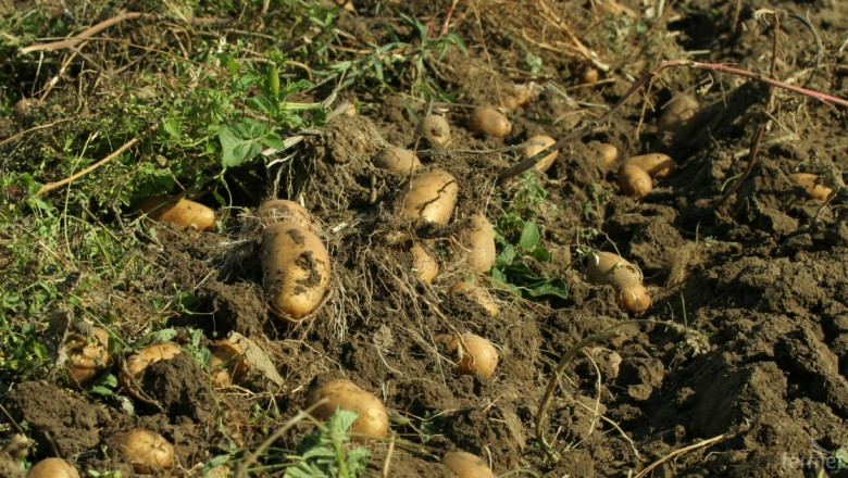 Площите с картофи в Европа се увеличават 