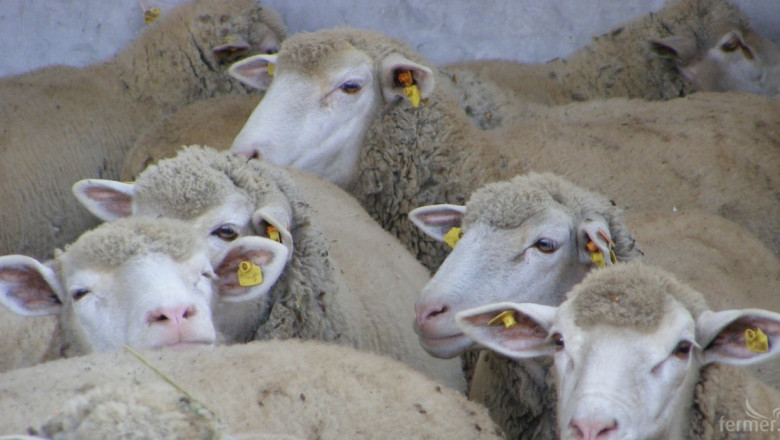 Неков: Без субсидии овцевъдството и козевъдството са в риск 